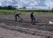 Dukung Ketahanan Pangan, Satgas TMMD ke-124 Buat Bedengan