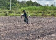 Dukung Ketahanan Pangan, Satgas TMMD ke-124 Tebar Pupuk Organik di Lahan Pertanian