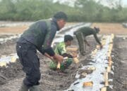 Satgas TMMD Ke-124 Laksanakan Penanaman Bibit Sayur untuk Ketahanan Pangan