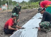TMMD Ke-124 Pasang Mulsa Plastik Dukung Ketahanan Pangan