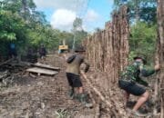 TMMD Ke-124 Kodim 1012/Buntok Pasang Cerucuk Kayu Perkuat Jalan di Lahan Gambut