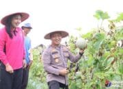 Panen Melon, Polres Barsel Perkuat Ketahanan Pangan Lewat Kemitraan Tani