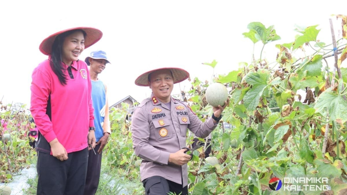 panen-melon,-polres-barsel-perkuat-ketahanan-pangan-lewat-kemitraan-tani
