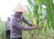 Dukung Asta Cita Presiden RI Polres Barsel Panen Jagung