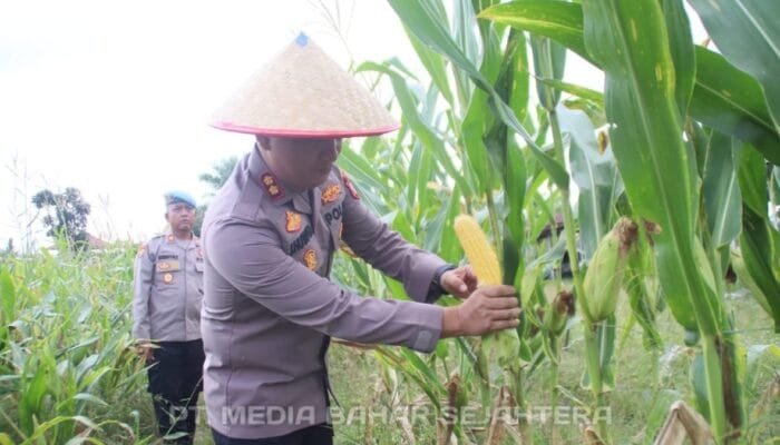 Dukung Asta Cita Presiden RI Polres Barsel Panen Jagung