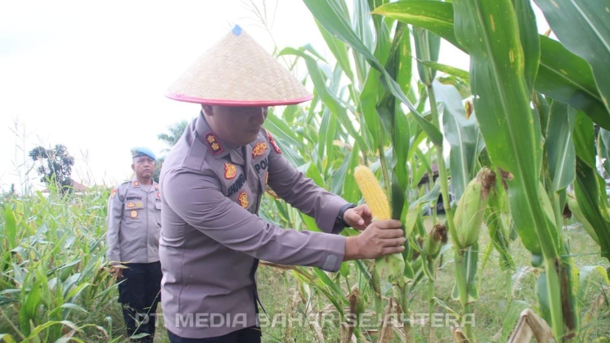 dukung-asta-cita-presiden-ri-polres-barsel-panen-jagung