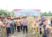 Dukung Swasembada Pangan, Kapolres Barsel Pimpin Panen Raya Jagung