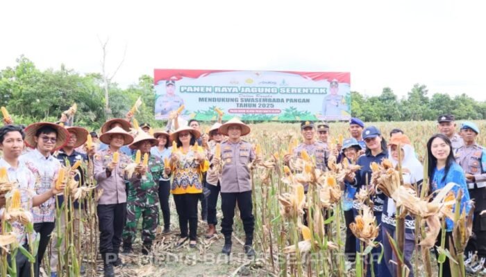 Dukung Swasembada Pangan, Kapolres Barsel Pimpin Panen Raya Jagung