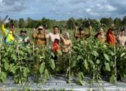 Wabup Barsel Panen Raya Terong Ungu dan Serahkan Alsintan di Desa Pamangka