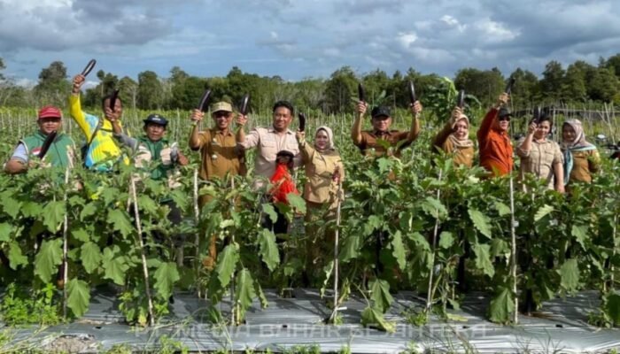 Wabup Barsel Panen Raya Terong Ungu dan Serahkan Alsintan di Desa Pamangka
