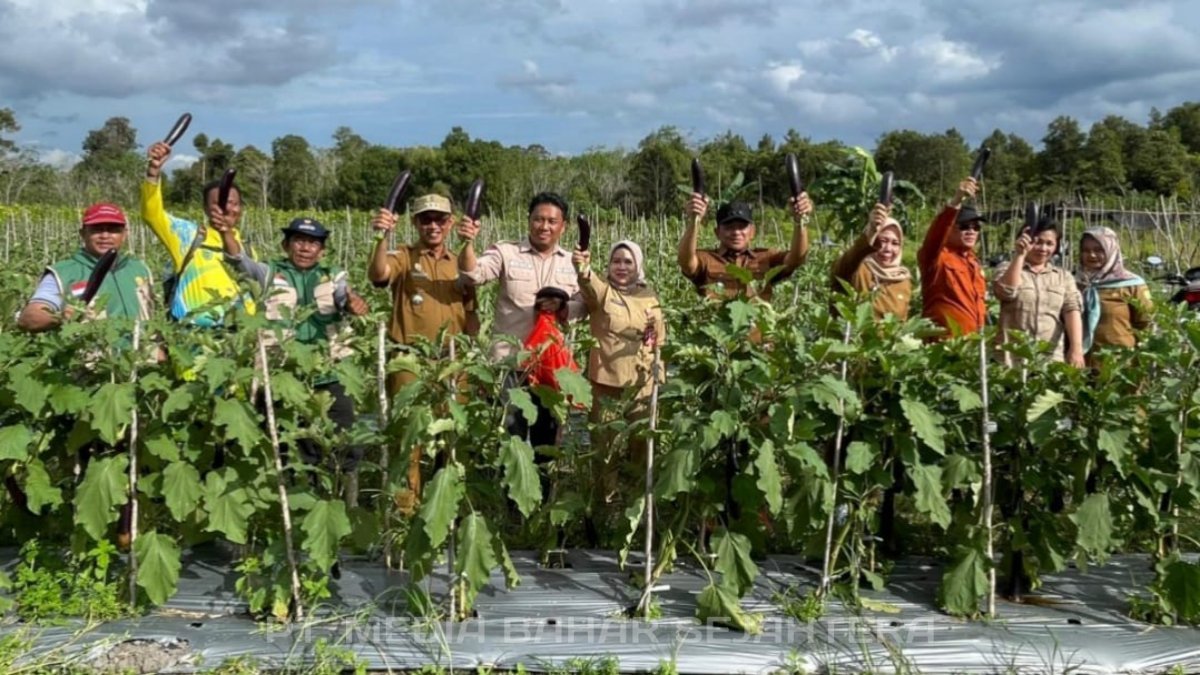 wabup-barsel-panen-raya-terong-ungu-dan-serahkan-alsintan-di-desa-pamangka