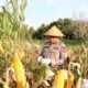 dukung-swasembada-pangan-2026,-polres-barito-selatan-panen-raya-jagung-54,5-ton