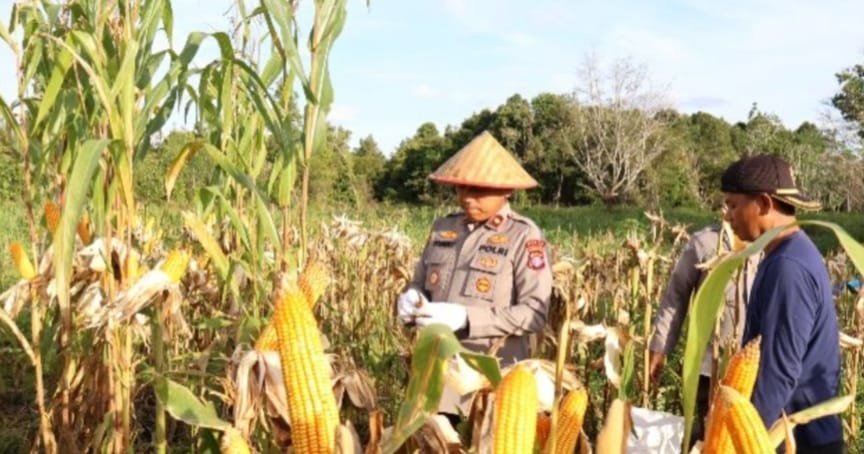 dukung-swasembada-pangan-2026,-polres-barito-selatan-panen-raya-jagung-54,5-ton