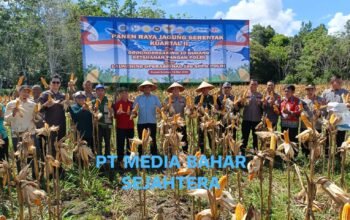 panen-raya-jagung-di-barito-selatan-tembus-puluhan-ton,-polres-gandeng-petani-wujudkan-ketahanan-pangan