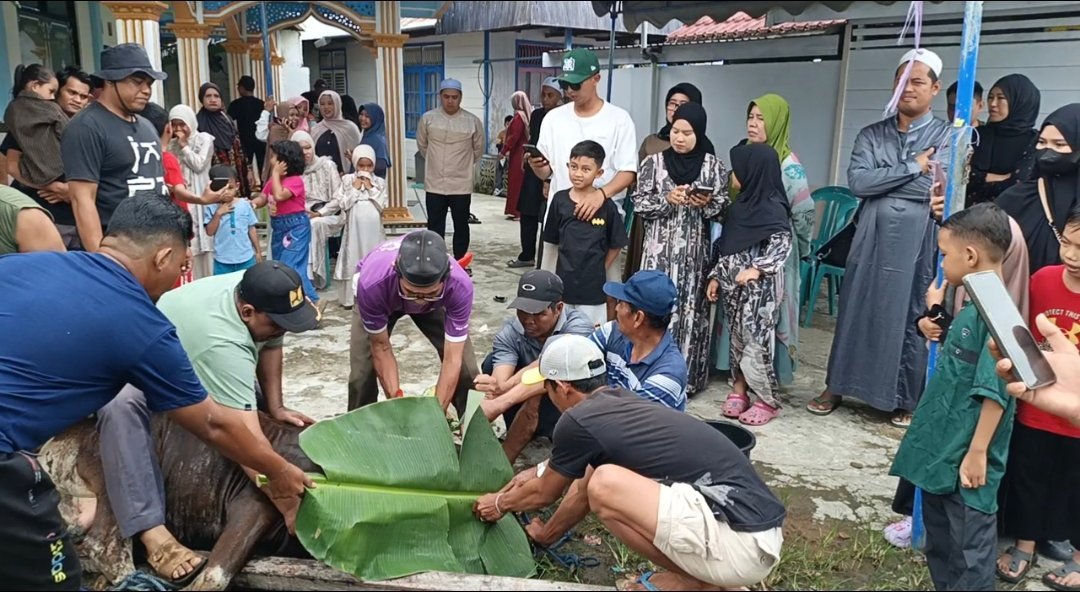 semangat-kebersamaan-idul-adha,-jamaah-langgar-al-hasanah-jl-kaladan-sembelih-sapi-kurban-untuk-seluruh-warga