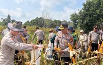 polres-barito-selatan-panen-raya-jagung,-perkuat-ketahanan-pangan-nasional-di-desa-mangaris