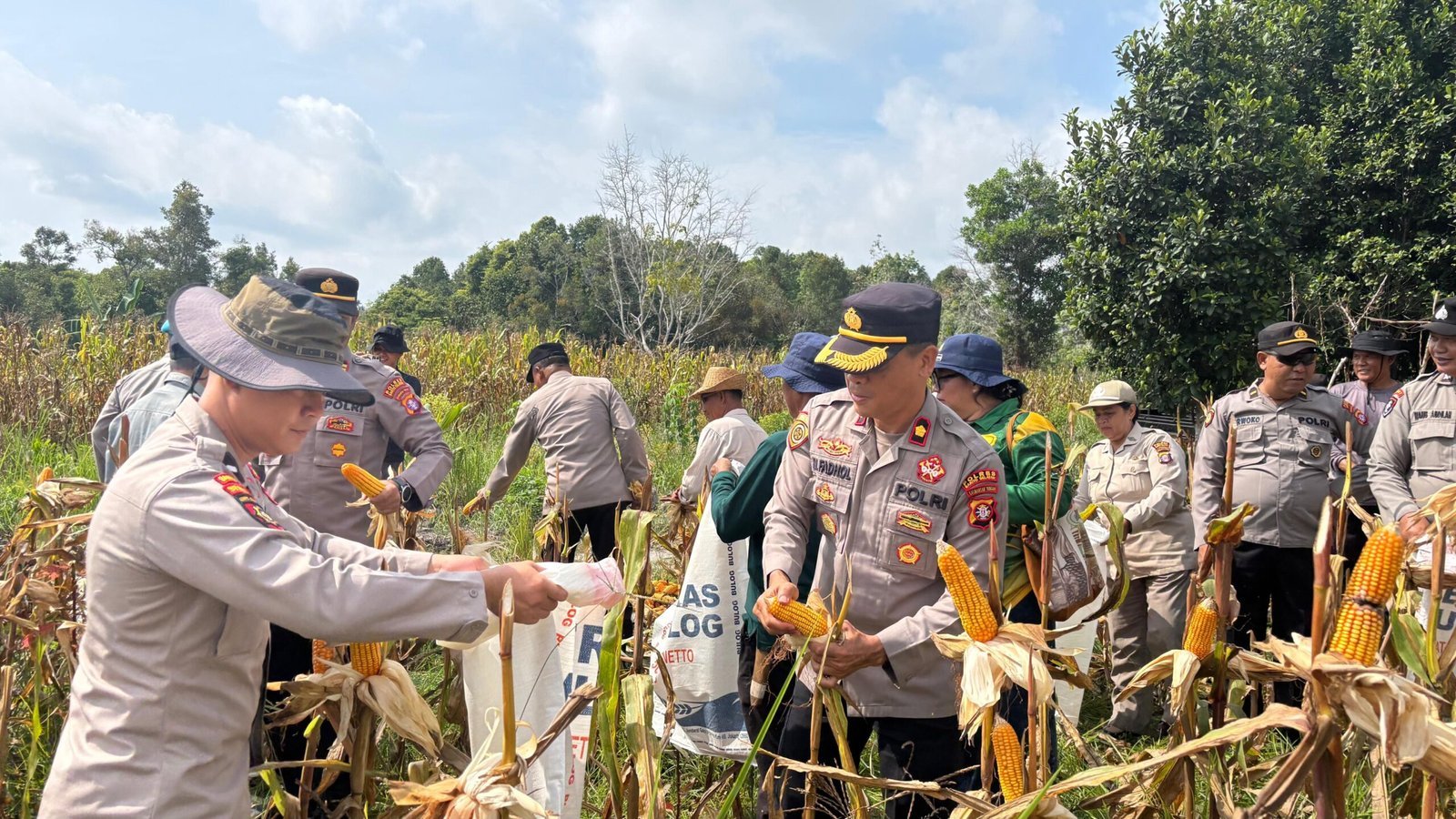 polres-barito-selatan-panen-raya-jagung,-perkuat-ketahanan-pangan-nasional-di-desa-mangaris